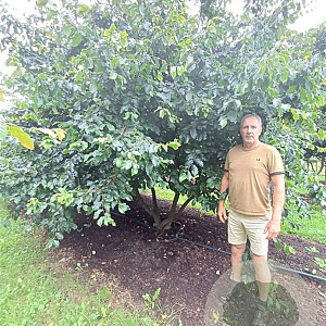 Parrotia persica 400-450 cm draadkluit meerstammig