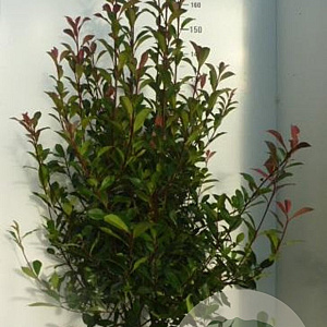 Photinia fraseri Carré Rouge 125-150 cm 20L