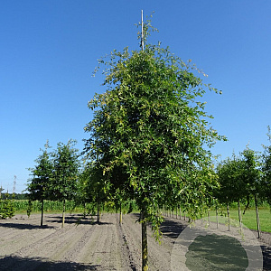 Quercus palustris 25-30 HO draadkluit