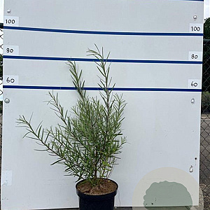 Salix rosmarinifolia 60-80 cm 7,5L