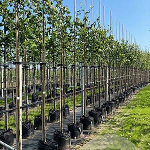 Tilia cordata 'Greenspire' 14-16 HO container