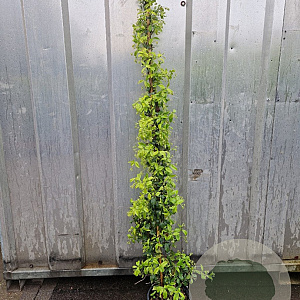 Trachelospermum jasminoides 175-200 cm 10L