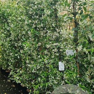Trachelospermum jasminoides 175-200 cm 10L