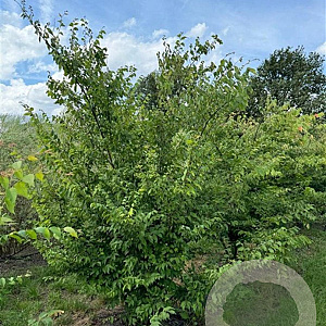 Zelkova serrata 250-300 cm draadkluit meerstammig