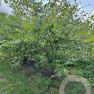 Zelkova serrata 250-300 cm draadkluit meerstammig