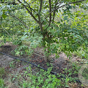 Zelkova serrata 250-300 cm draadkluit meerstammig