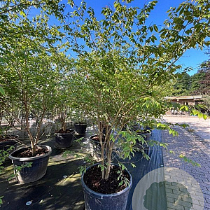 Zelkova serrata 250-300 cm container meerstammig