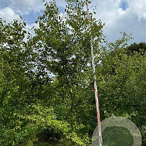 Zelkova serrata 400-450 cm draadkluit meerstammig