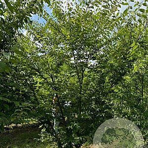 Zelkova serrata 400-450 cm draadkluit meerstammig