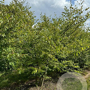 Zelkova serrata 400-450 cm draadkluit meerstammig