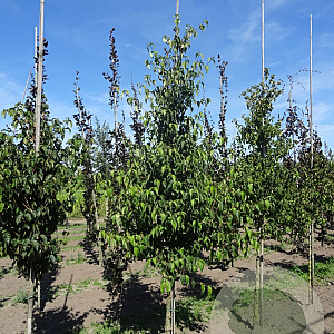 Cornus kousa 14-16 HO draadkluit