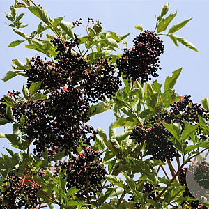 Sambucus nigra 'Holunder Haidegg 17' GMC1