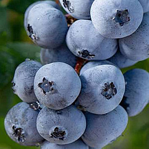 Vaccinium c. 'Brigitta Blue' GM C3