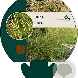 Stipa gigantea GM P9