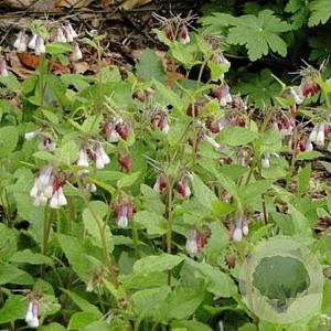 Symphytum grand. 'Wisley Blue' GMC1