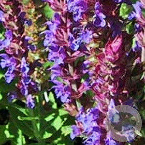 Salvia nemorosa GM P9