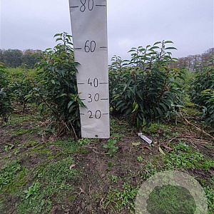 Prunus l. 'Angustifolia' 60-80 cm met kluit