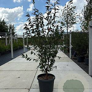 Prunus serrula 175-200 cm container meerstammig