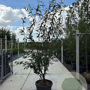 Prunus serrula 200-250 cm container meerstammig
