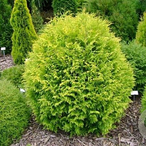 Thuja occ. 'Golden Globe' 225-250 cm draadkluit