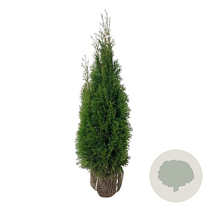 Thuja occ. 'Smaragd' 100-120 cm met kluit