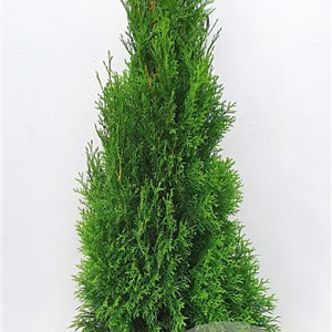 Thuja occ. 'Smaragd' 100-120 cm met kluit