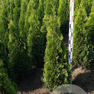 Thuja occ. 'Smaragd' 100-120 cm met kluit
