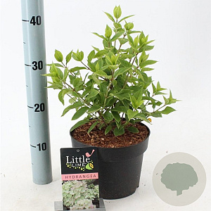 Hydrangea pan. Little Lime 30-40 cm 3,0L