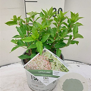 Hydrangea pan. Little Lime 30-40 cm 3,0L