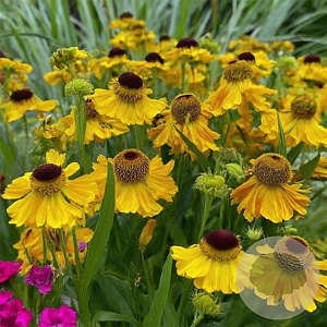 Helenium 'The Bishop' GM P9