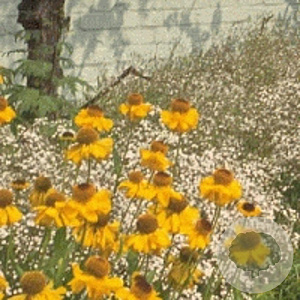 Helenium 'The Bishop' GM P9
