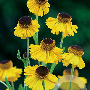 Helenium 'The Bishop' GM P9