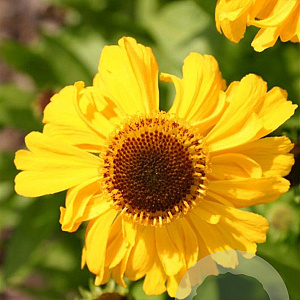 Helenium 'The Bishop' GM P9