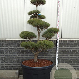Pinus sylvestris 125-150 cm cont. 180L bonsai