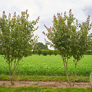 Acer rubrum 'Summer Red' 200-250 cm container meerstammig extra