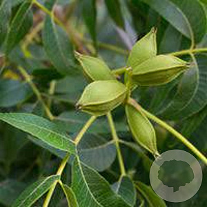 Carya illinoin. 'Pawnee' 6-8 HO container