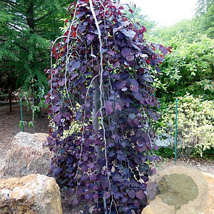 Cercis can. 'Ruby Falls' 125-150 cm C1.5