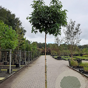 Liquidambar s. 'Gum Ball' 8-10 HO container