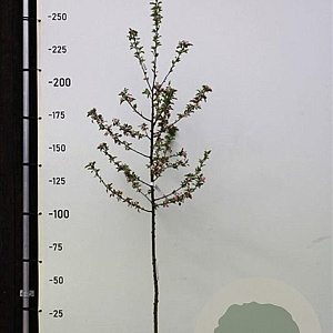 Malus 'Red Sentinel' 6-8 HO container