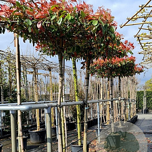 Photinia fraseri 'Red Robin' 10-12 HO container 200 cm stam dakvorm