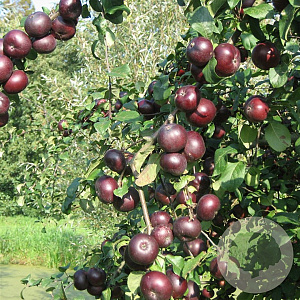 Malus d. 'Api Noir' 8-10 HO wortelgoed