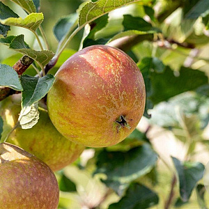 Malus d. 'Cox's Orange Pippin' 12-14 HO wortelgoed