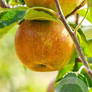 Malus d. 'Cox's Orange Pippin' 12-14 HO wortelgoed