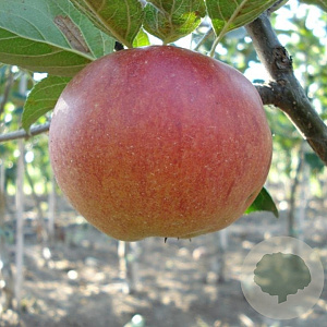 Malus d. 'Fiesta' 8-10 HO wortelgoed