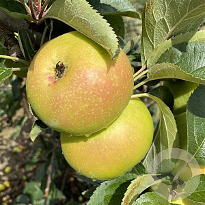 Malus d. 'Galloway Pippin' 6-8 HO wortelgoed