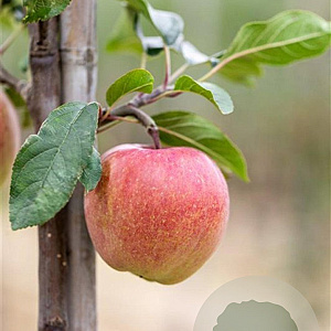 Malus d. 'Gloster' 10-12 HO wortelgoed