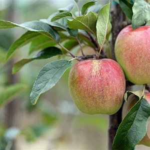 Malus d. 'Gloster' 10-12 HO wortelgoed