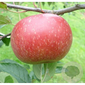 Malus d. 'Ingrid Marie' 8-10 HO wortelgoed