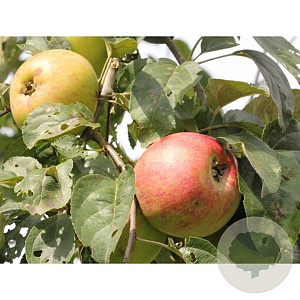 Malus d. 'Jasappel' 8-10 HO wortelgoed