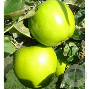 Malus d. 'Lombarts Calville' 8-10 HO wortelgoed